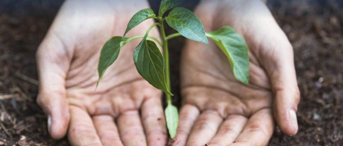 Custode Ambiente Sicilia