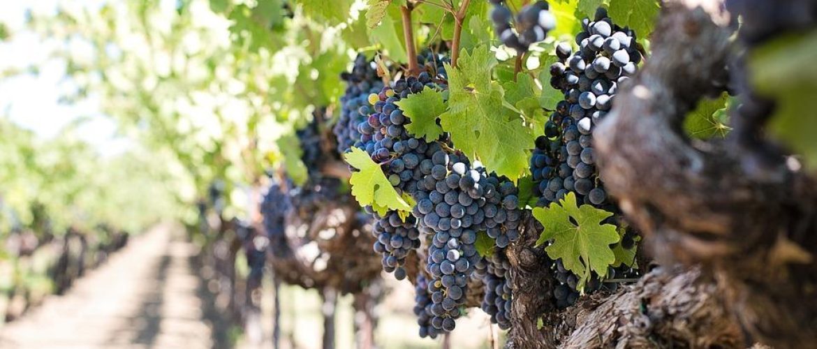 grapes-1952073_960_720